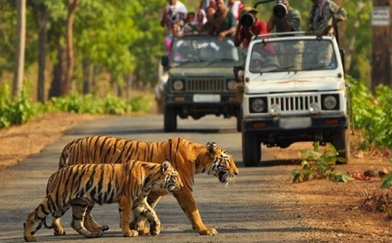 Jim Corbett + Nainital Tour